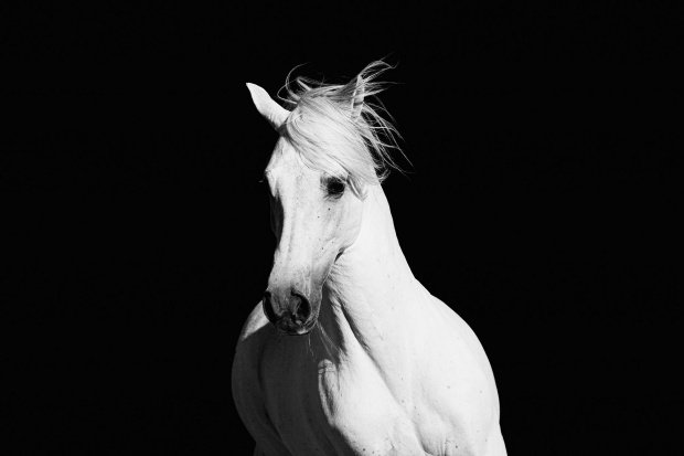Hvit hest på mørk bakgrunn